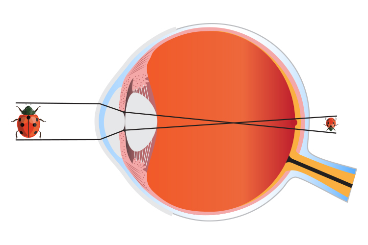 Kako funkcioniše oko i koji su dijelovi oka? 